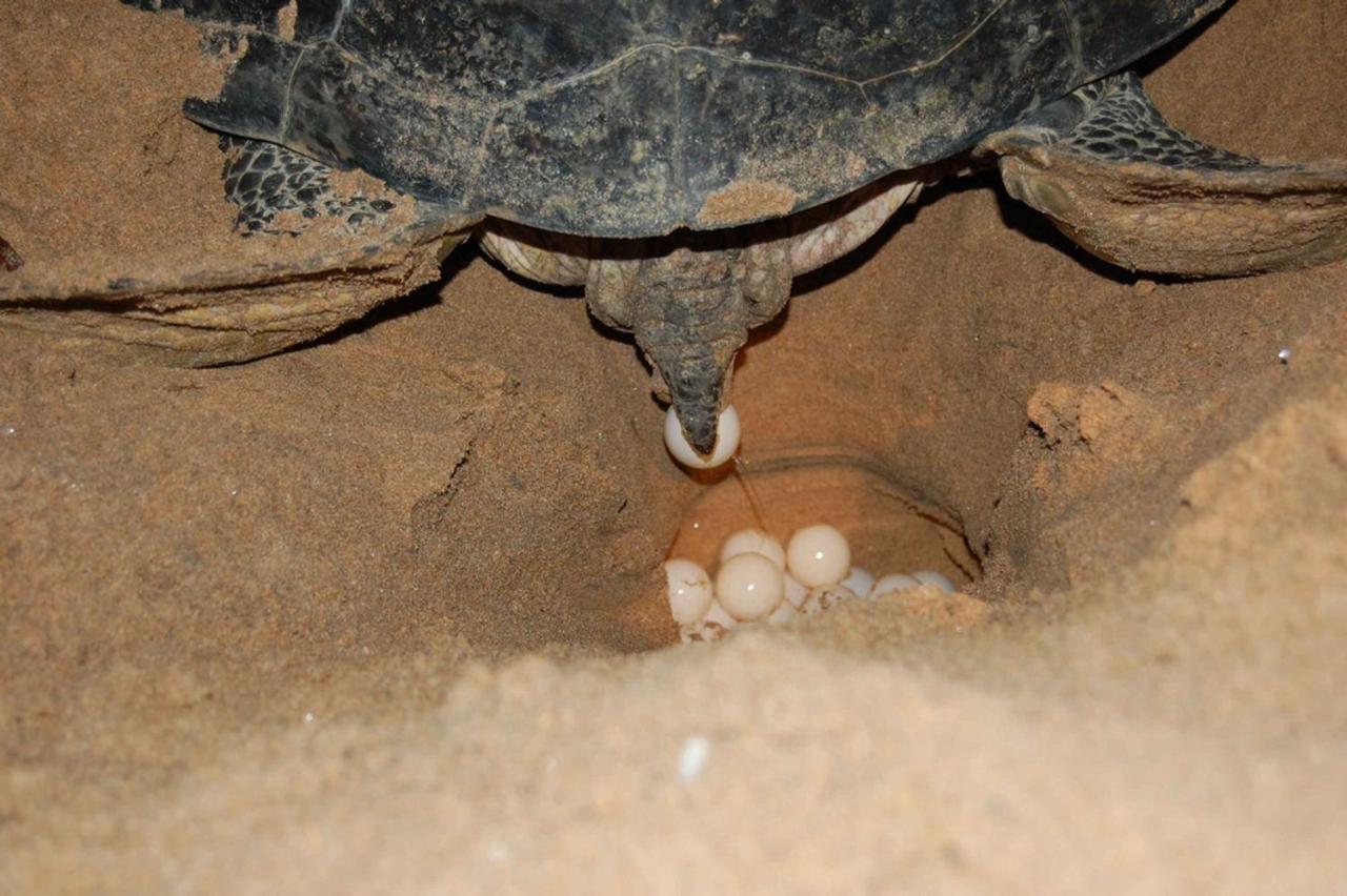 Rekawa Turtle Gate Hotel Тангале Екстериор снимка